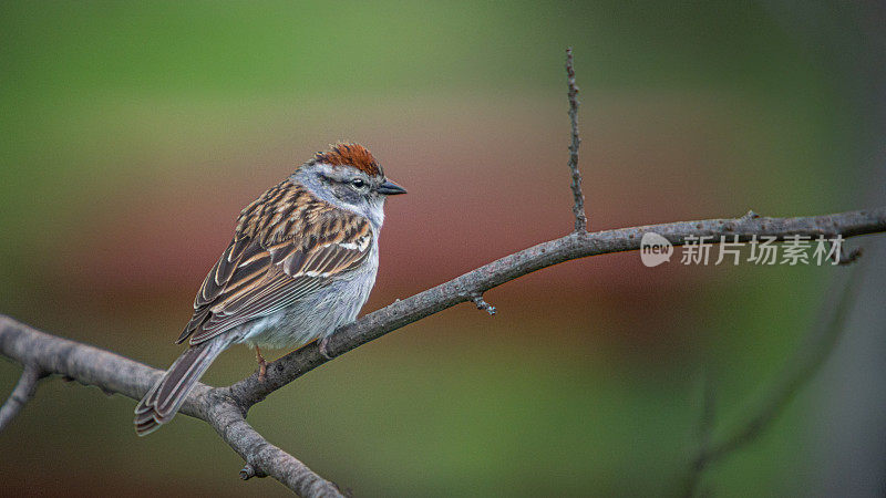 残酷的家庭(Spizella passerina)，切麻雀。